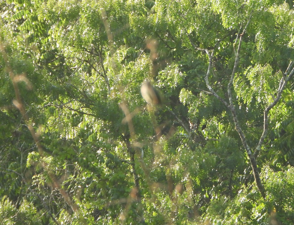 Burnished-buff Tanager - ML641827727