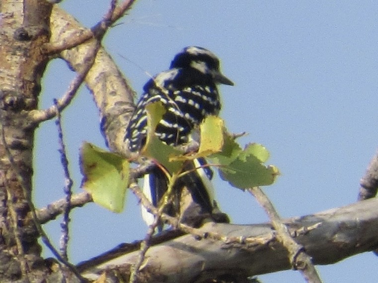 Hairy Woodpecker - ML641827729