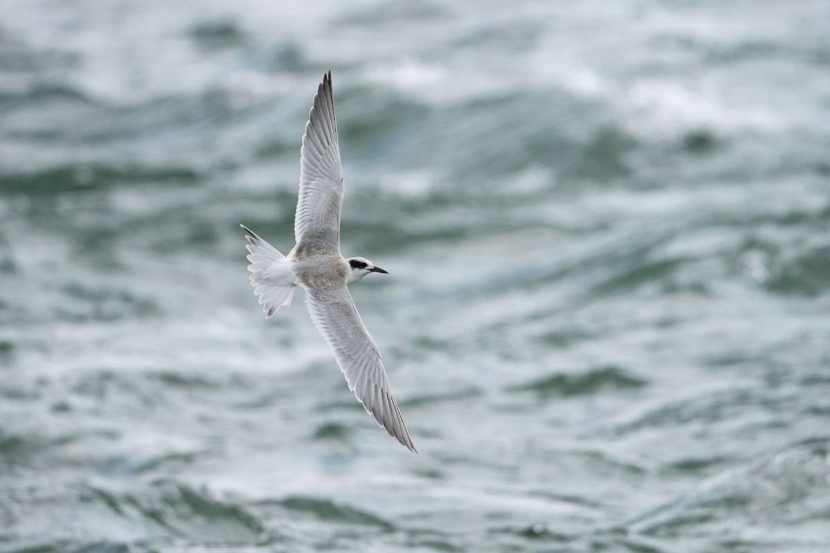 Forster's Tern - Ryan Griffiths