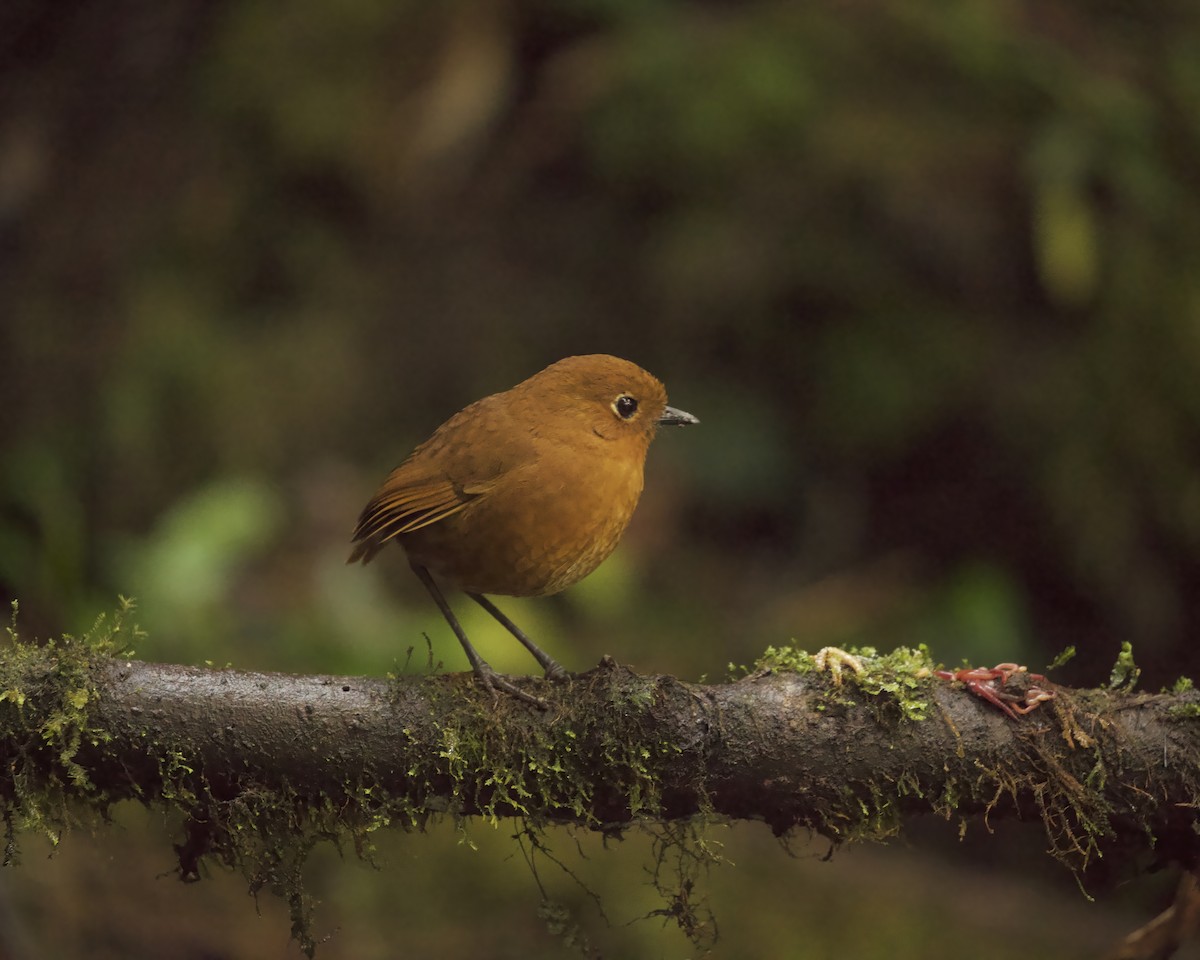 Urubamba Antpitta - ML641827750