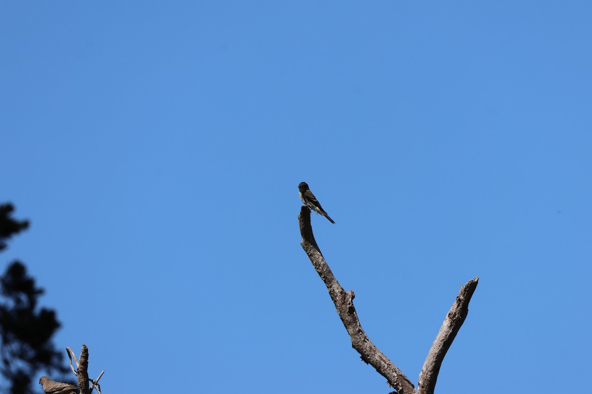 Western Wood-Pewee - ML641827752