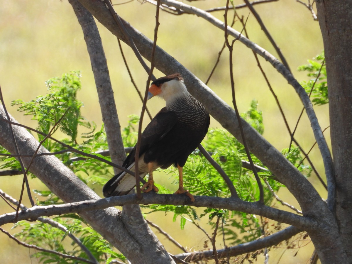Crested Caracara - ML641827771