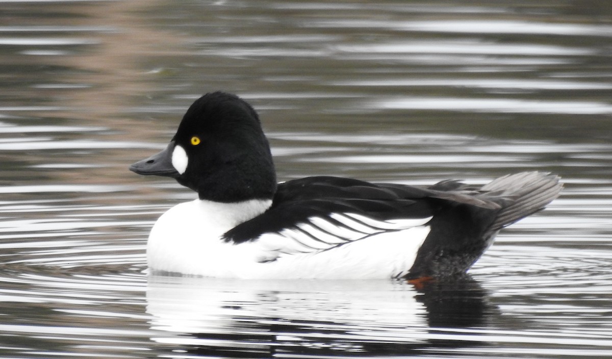 Common Goldeneye - ML641827780