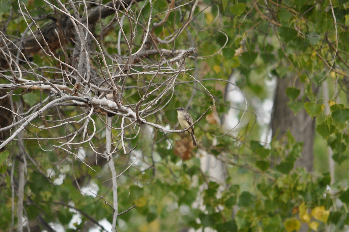Eastern Phoebe - ML641827795