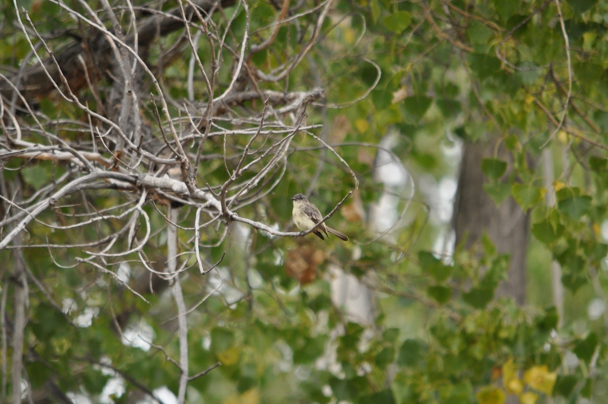 Eastern Phoebe - ML641827796