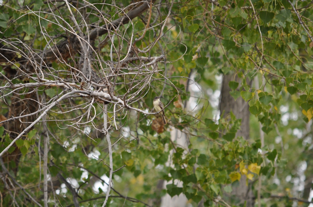 Eastern Phoebe - ML641827797