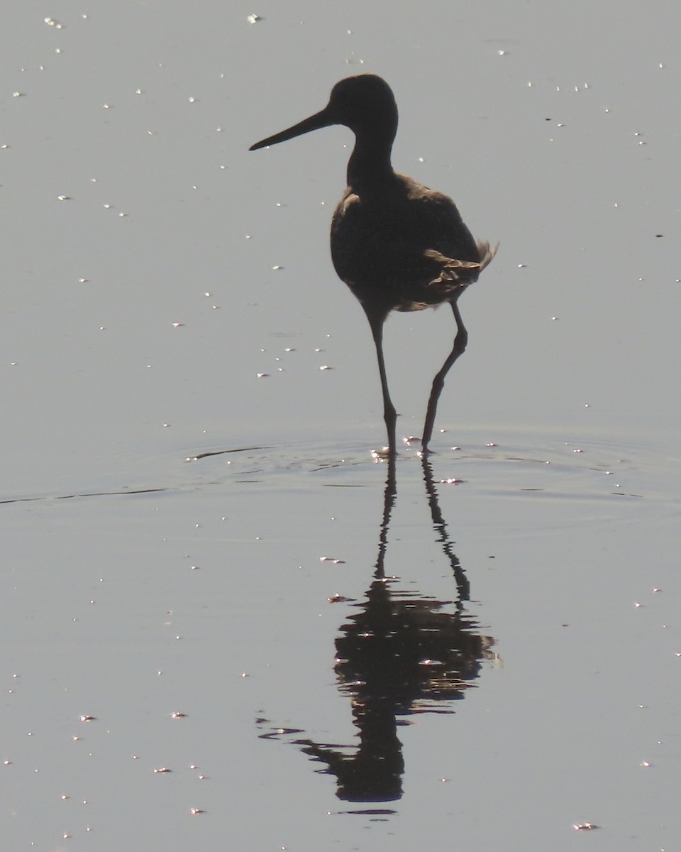 Greater Yellowlegs - ML641827799