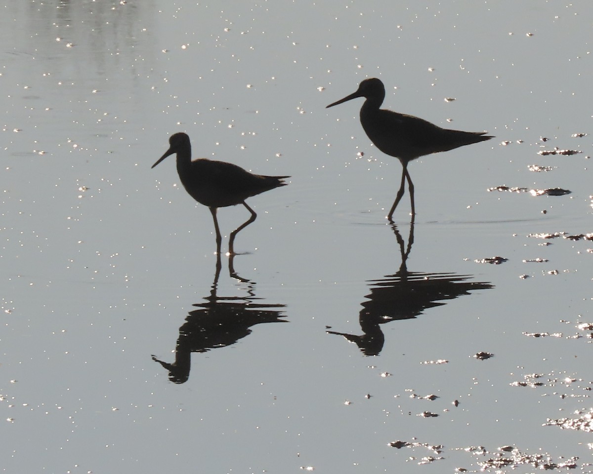 Greater Yellowlegs - ML641827807