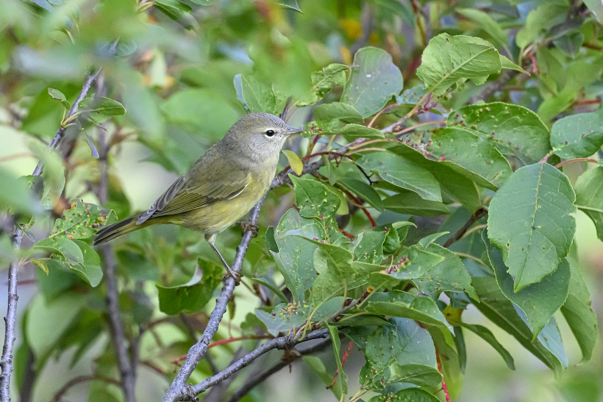 Orange-crowned Warbler - ML641827813