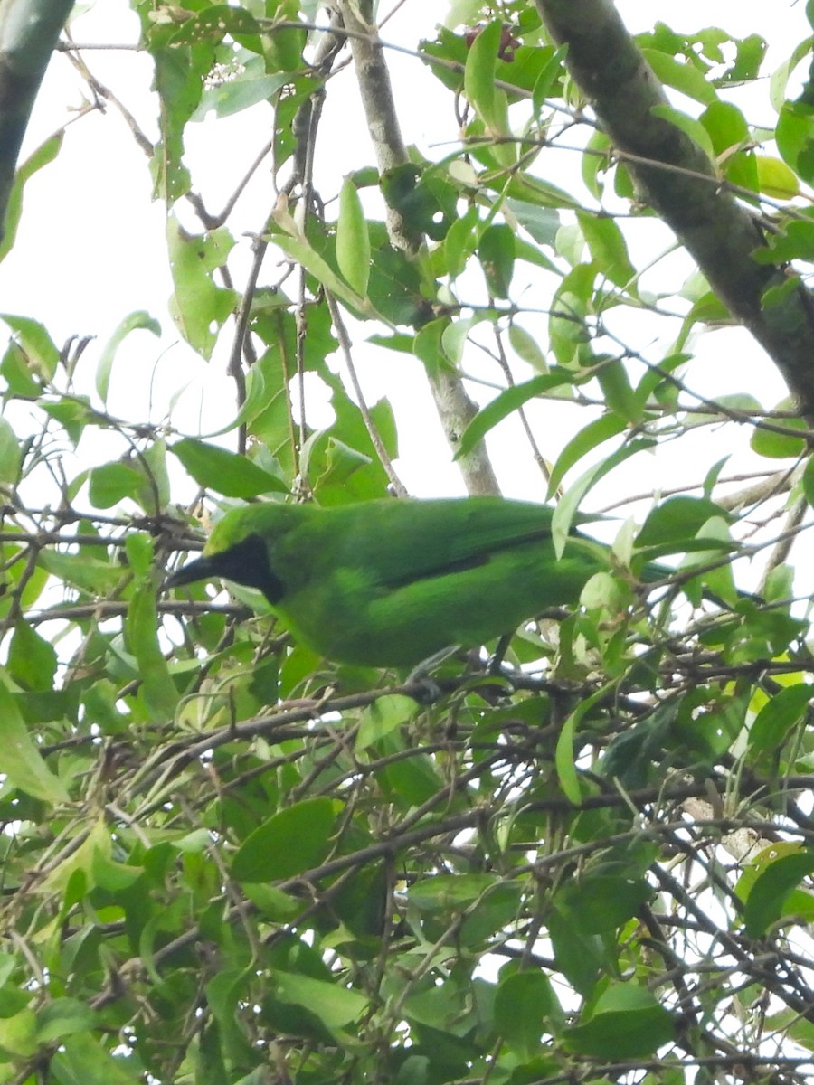 Greater Green Leafbird - ML641827817