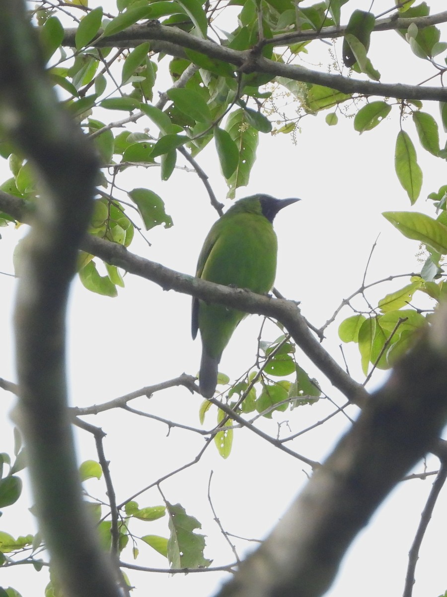 Greater Green Leafbird - ML641827818