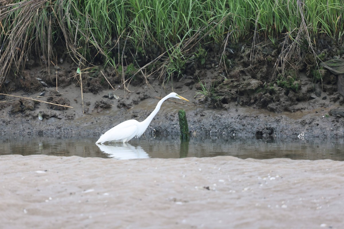 Great Egret - ML641827849