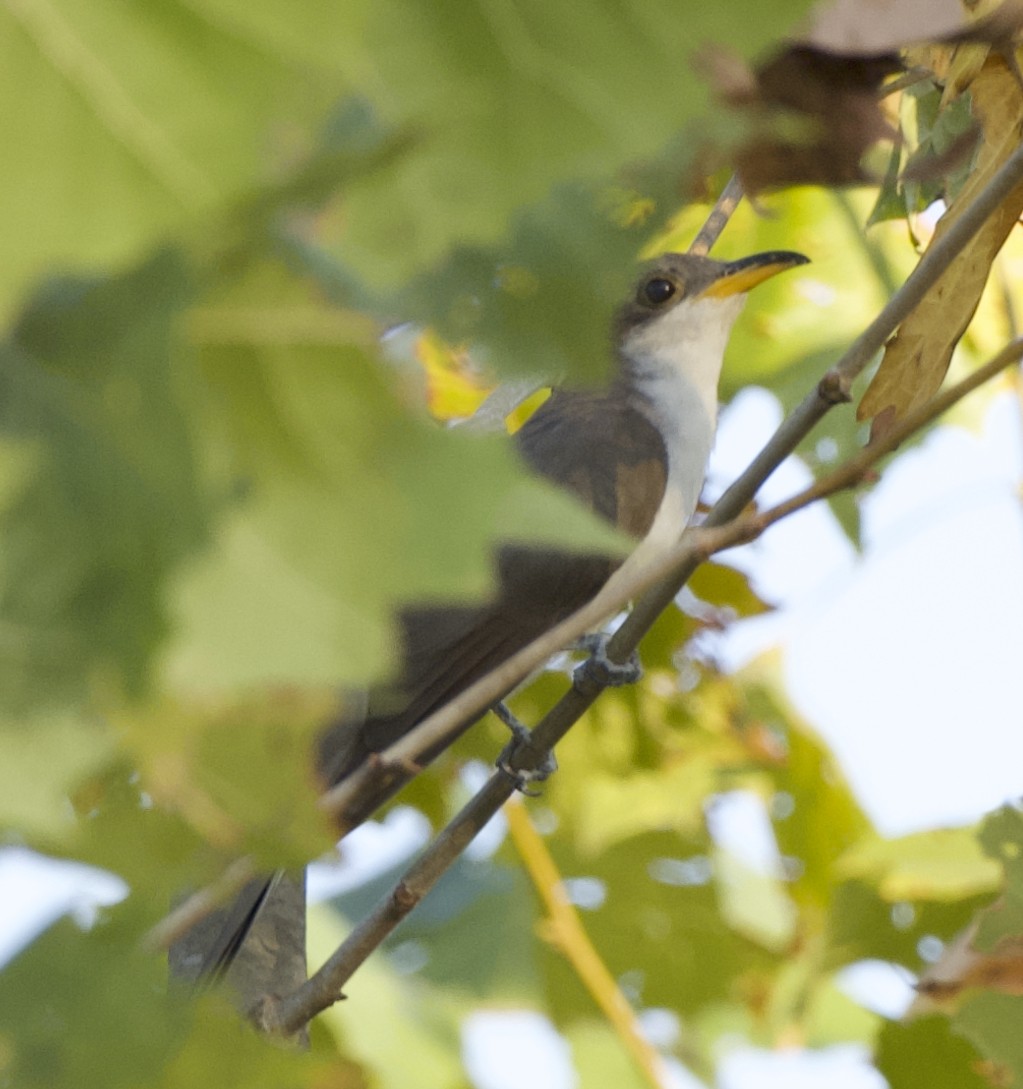 Yellow-billed Cuckoo - ML641827856