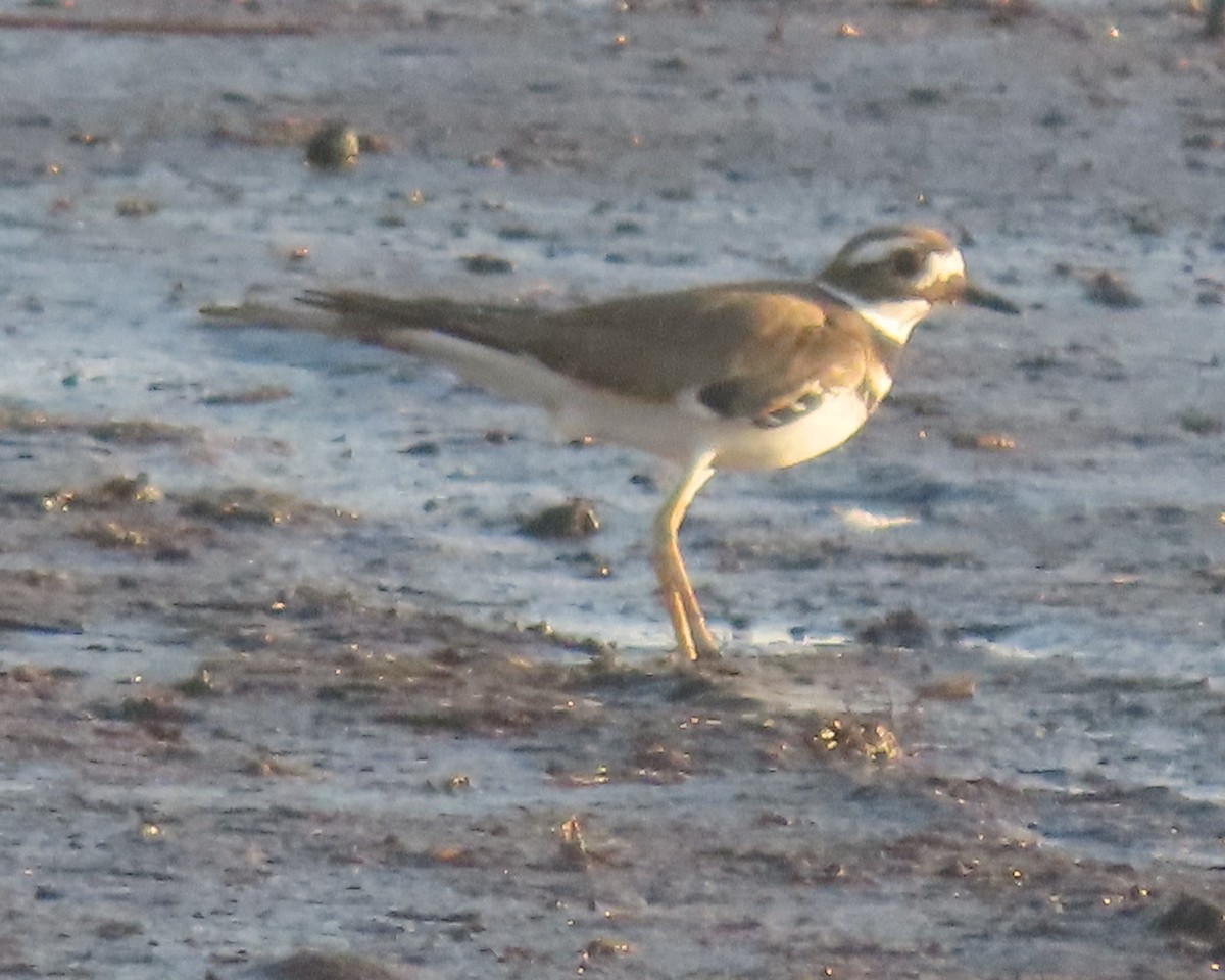 Killdeer - ML641827857