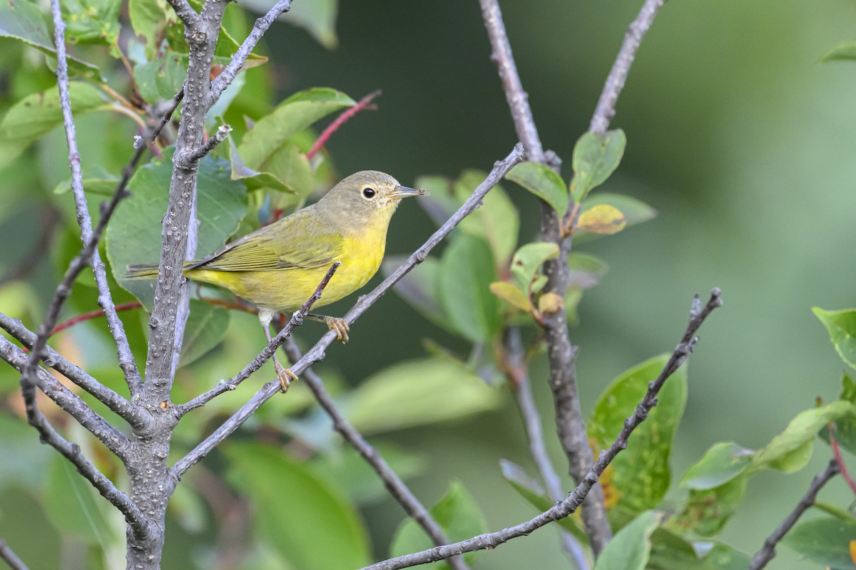 Nashville Warbler - ML641827861