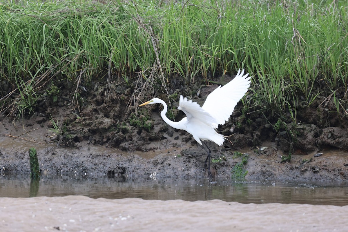 Great Egret - ML641827862