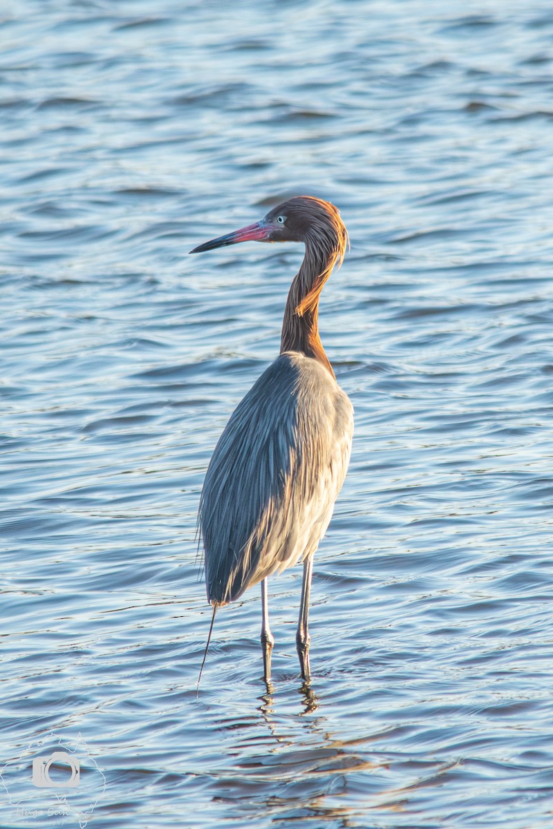 Reddish Egret - ML641827863
