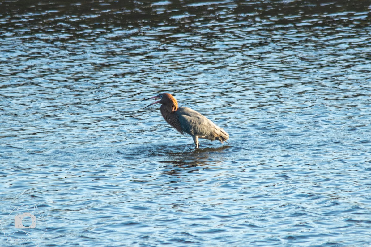 Reddish Egret - ML641827864