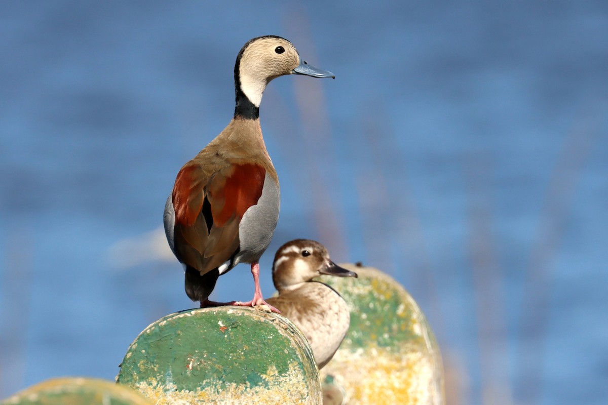 Ringed Teal - ML641827865