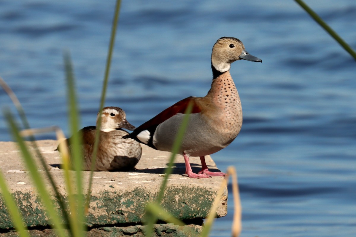 Ringed Teal - ML641827873