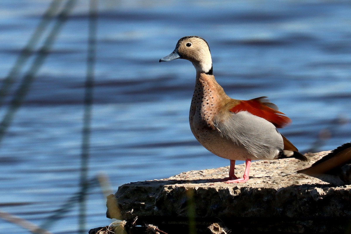 Ringed Teal - ML641827874