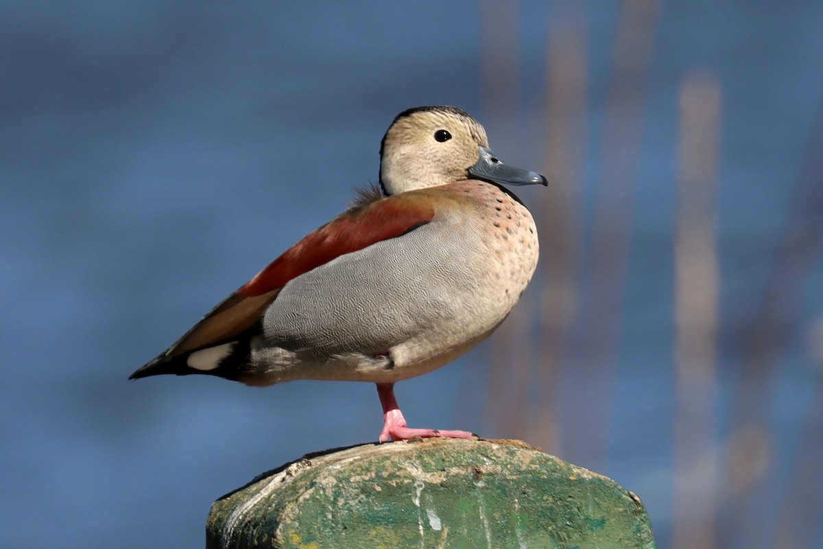 Ringed Teal - ML641827875