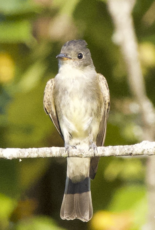 Eastern Wood-Pewee - ML641827876