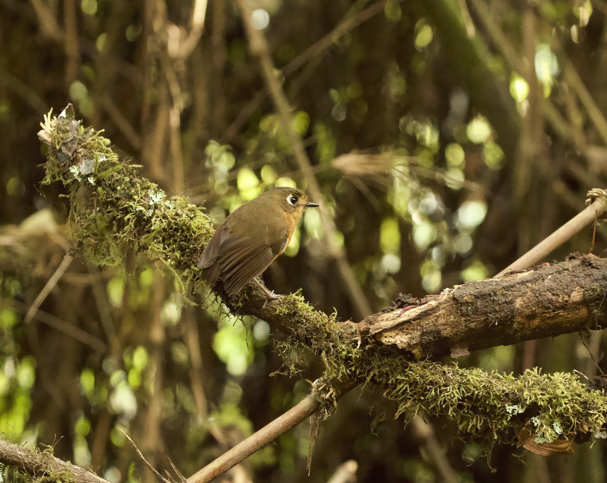 Leymebamba Antpitta - ML641827882