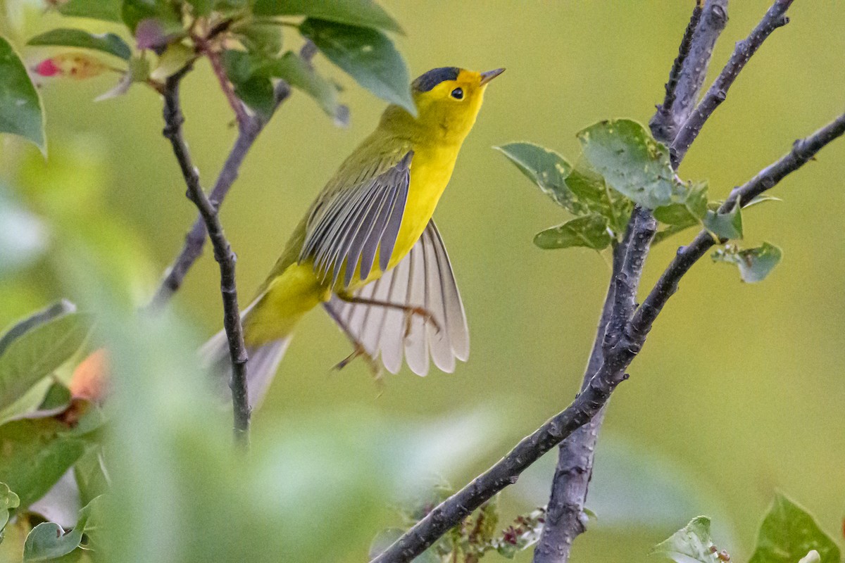 Wilson's Warbler - ML641827886
