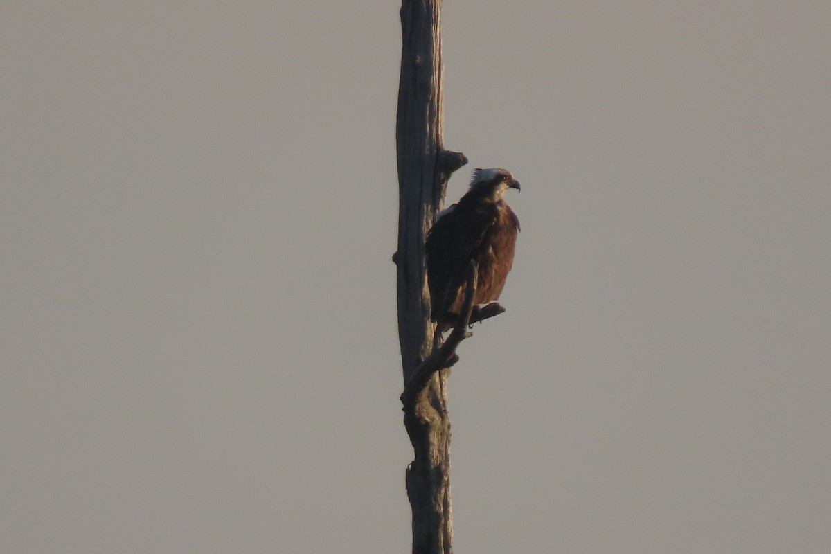 Osprey - ML641827914