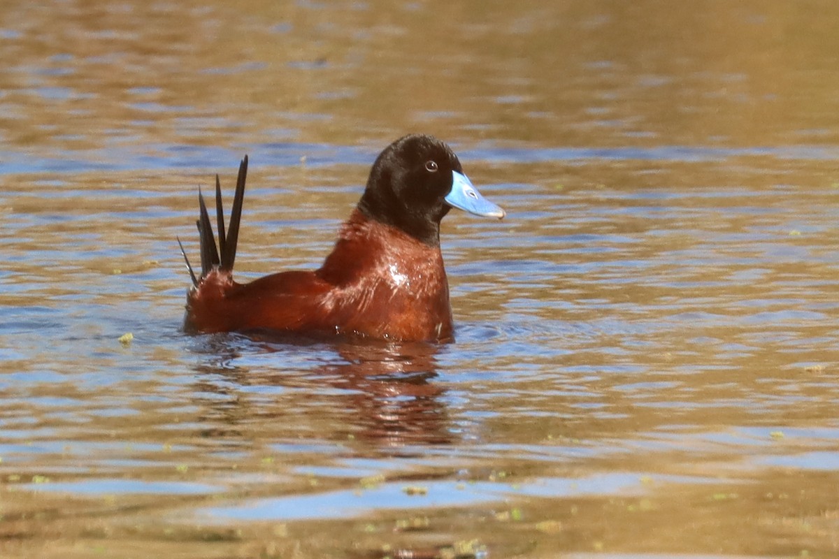 Lake Duck - ML641827915