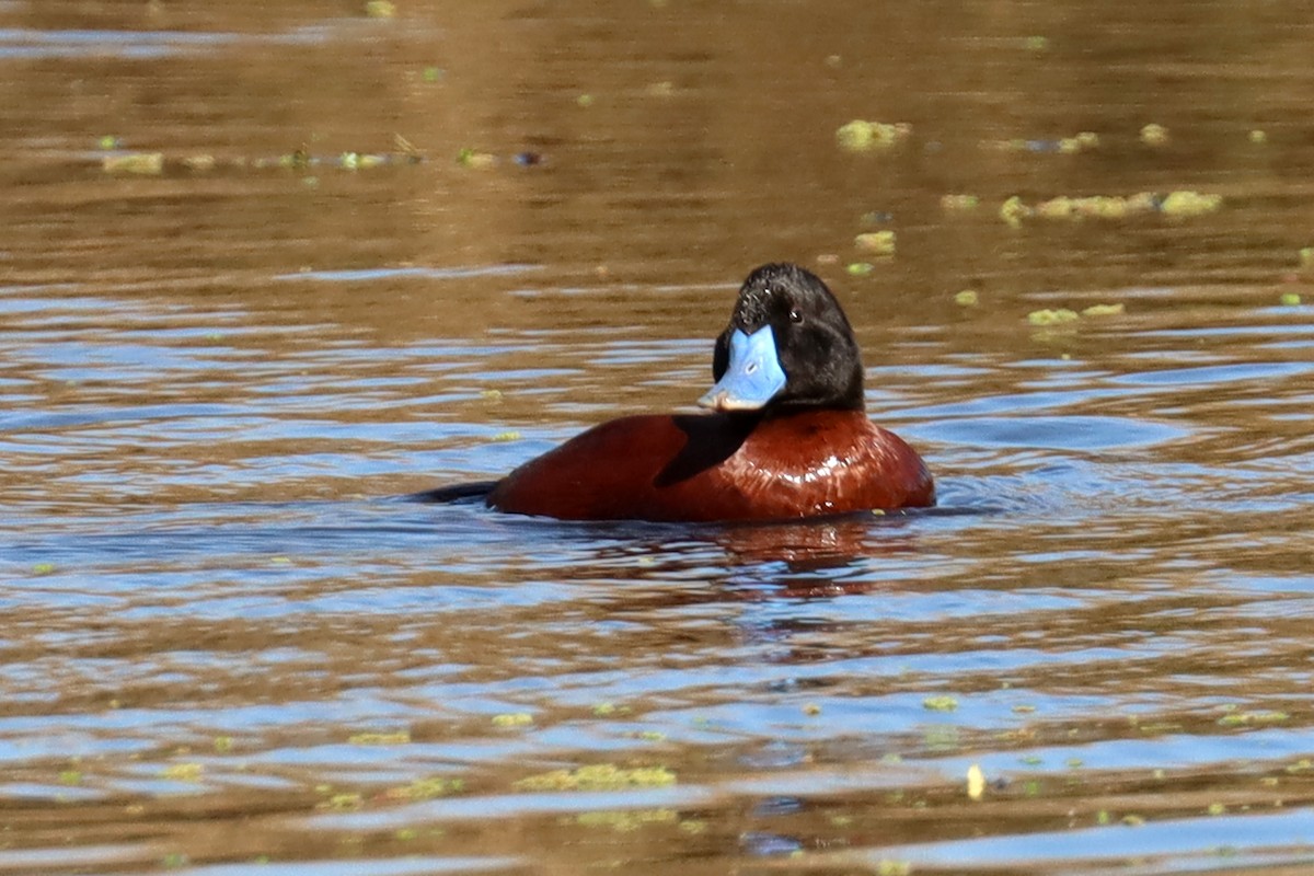 Lake Duck - ML641827916