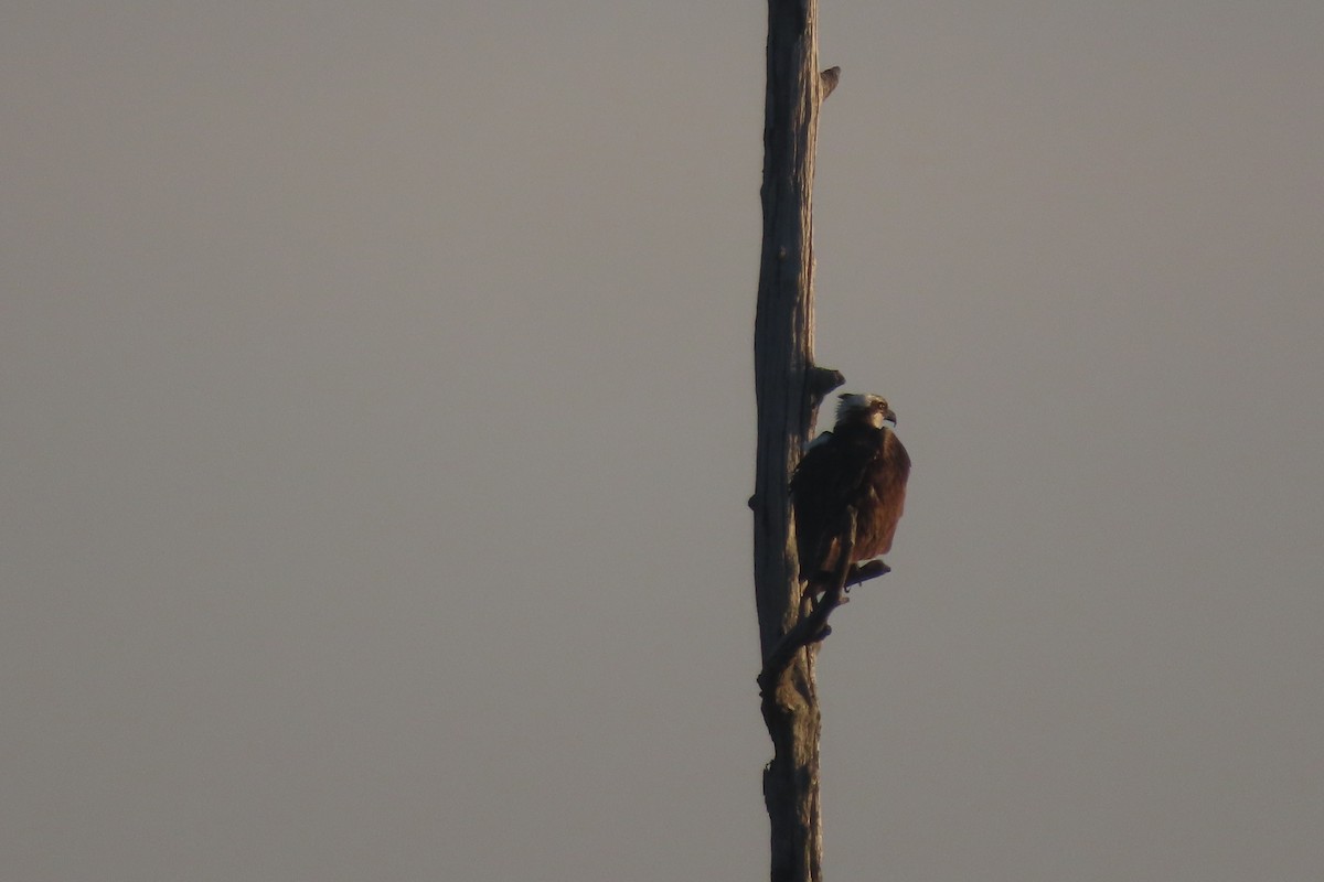 Osprey - ML641827917