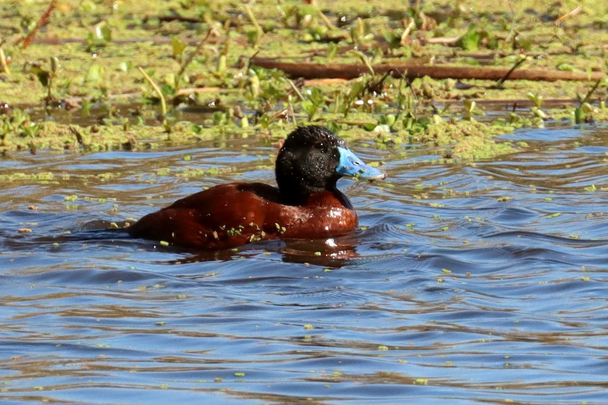 Lake Duck - ML641827918