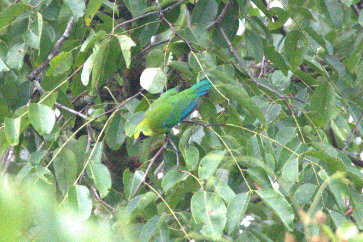 Blue-winged Leafbird - ML641827932
