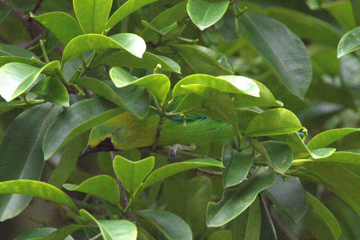 Blue-winged Leafbird - ML641827933
