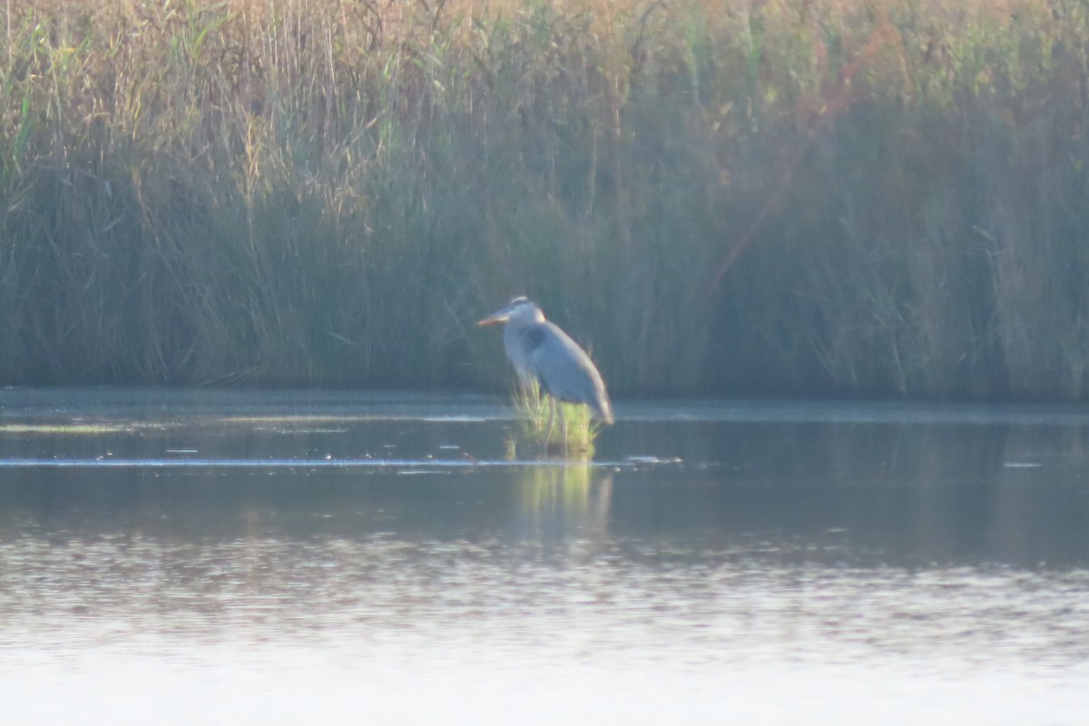 Great Blue Heron - ML641827942