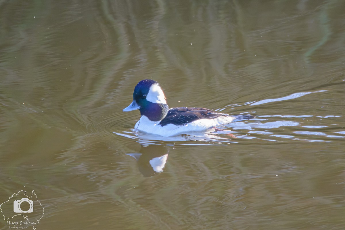 Bufflehead - ML641827952