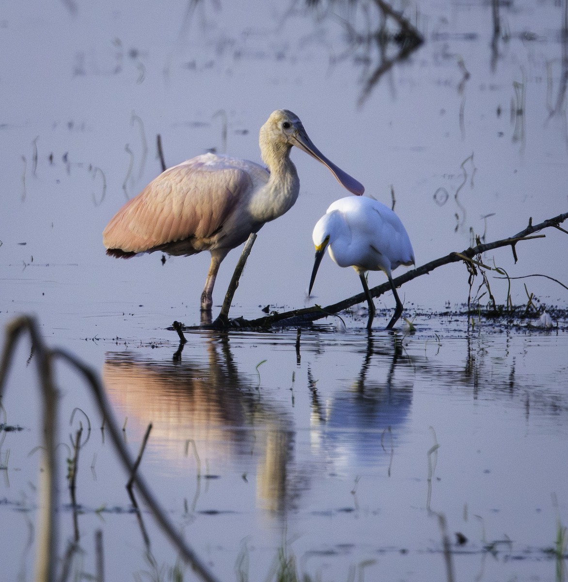 Roseate Spoonbill - ML641827953