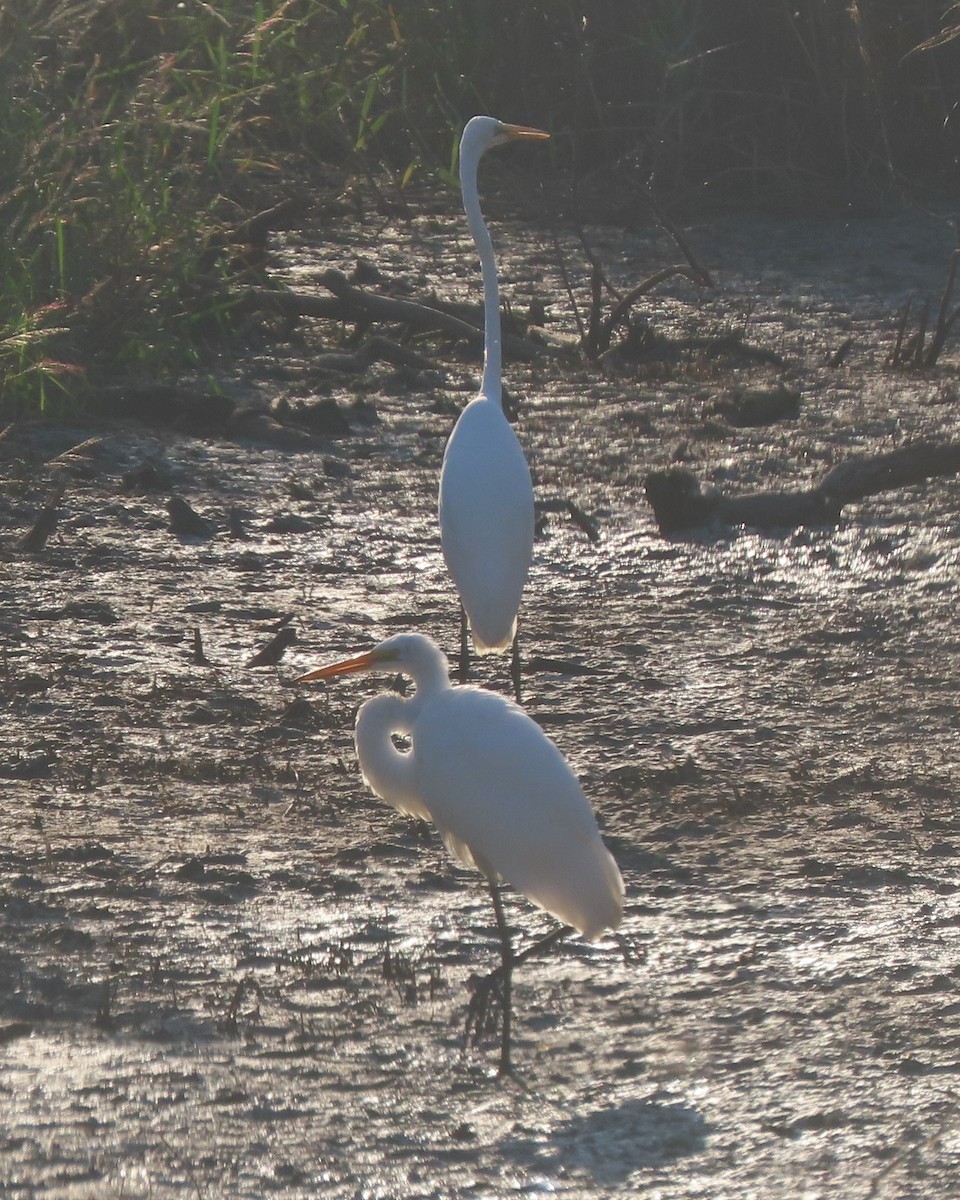 Great Egret - ML641827956