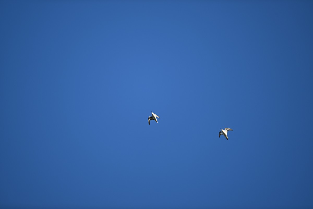 紅領瓣足鷸 - ML641827957