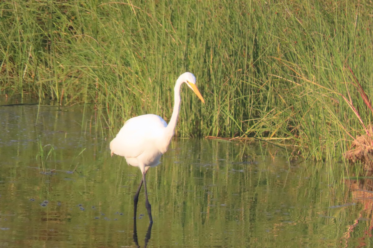 Great Egret - ML641827966