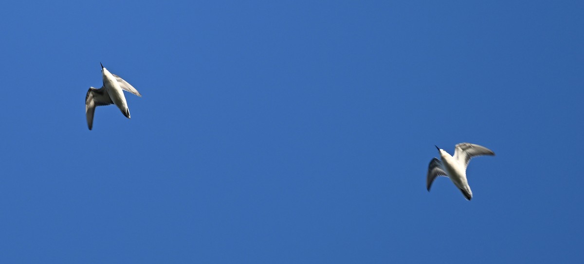 紅領瓣足鷸 - ML641827977