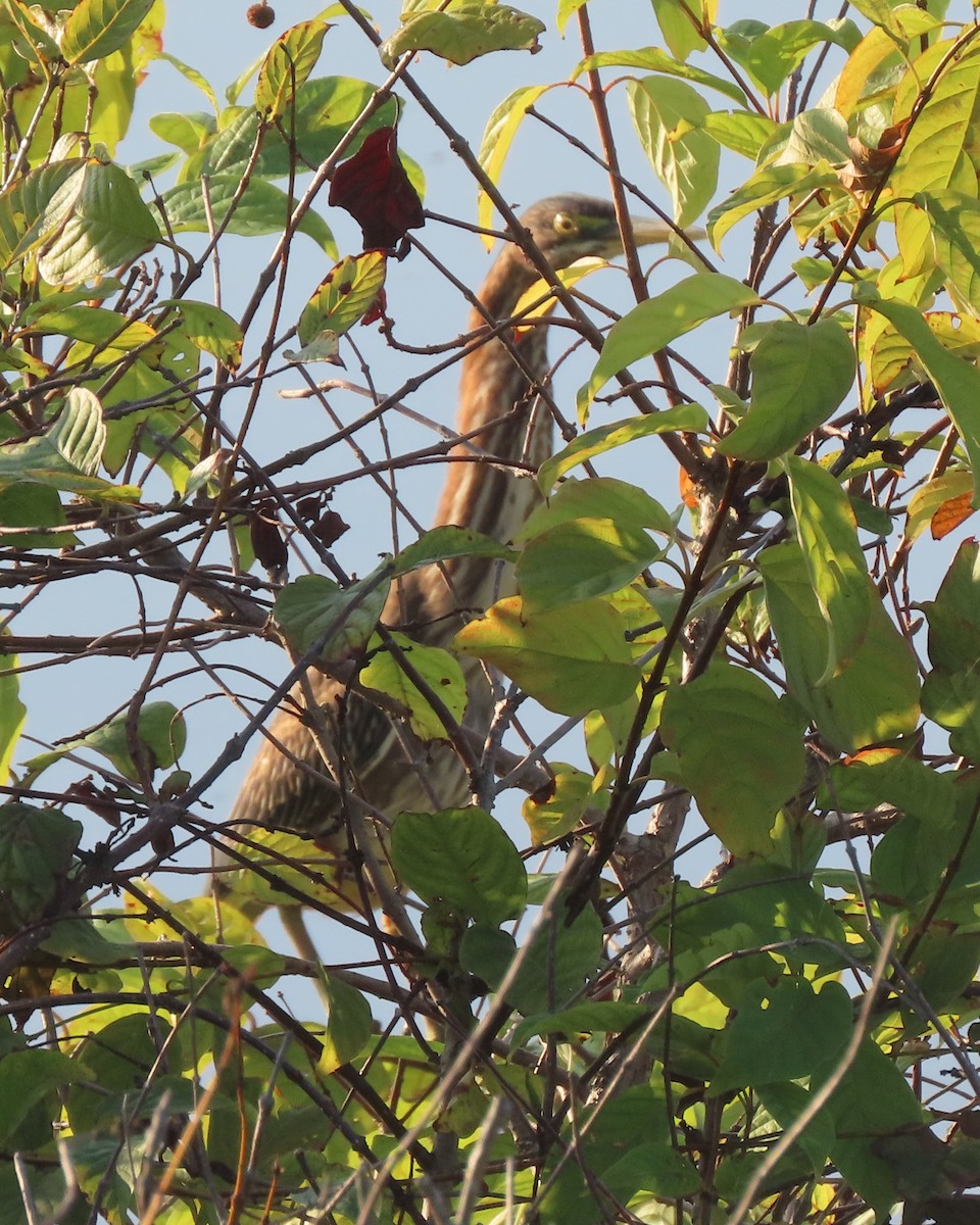 Green Heron - ML641827998