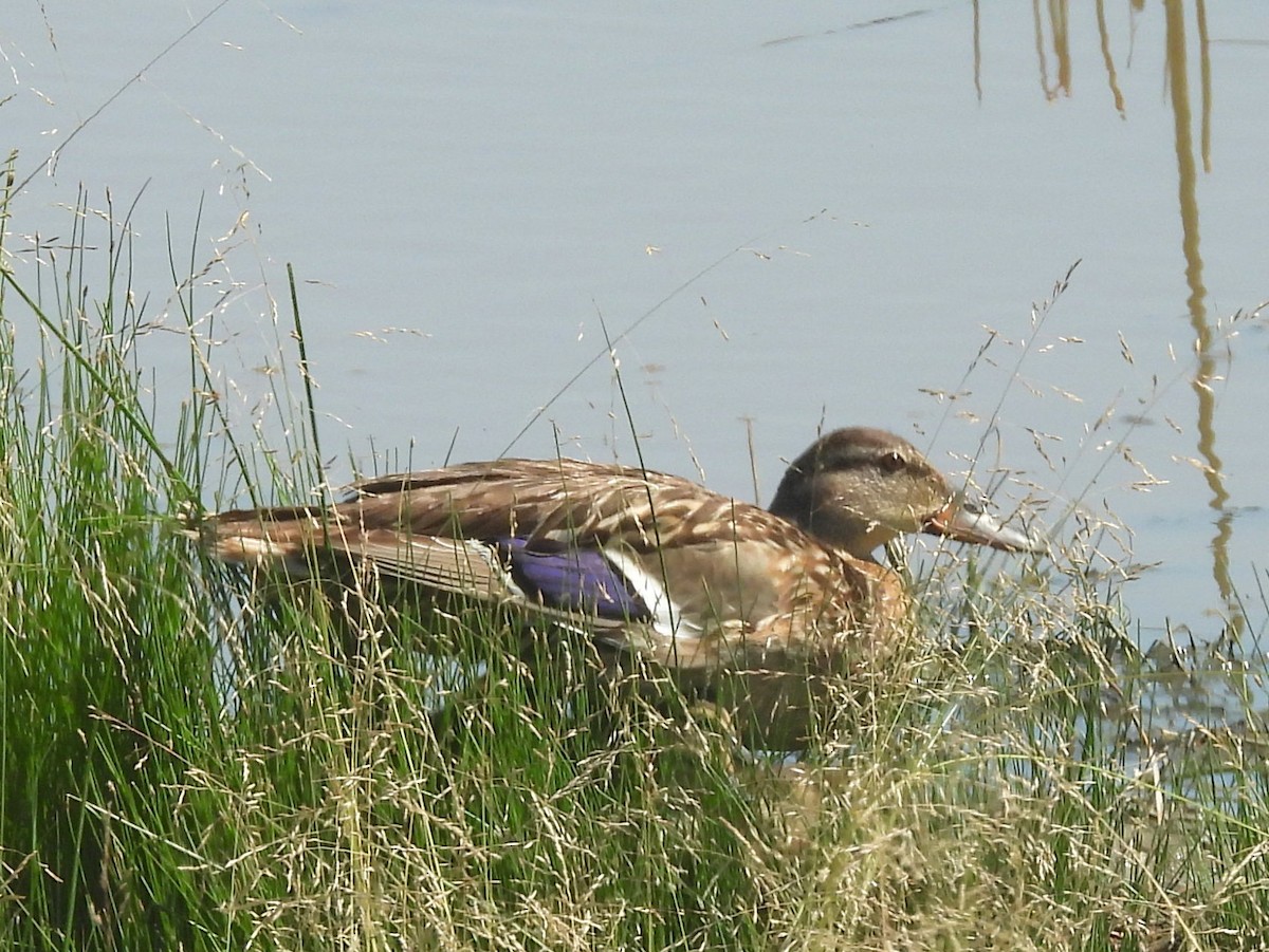 Mallard - ML641828008