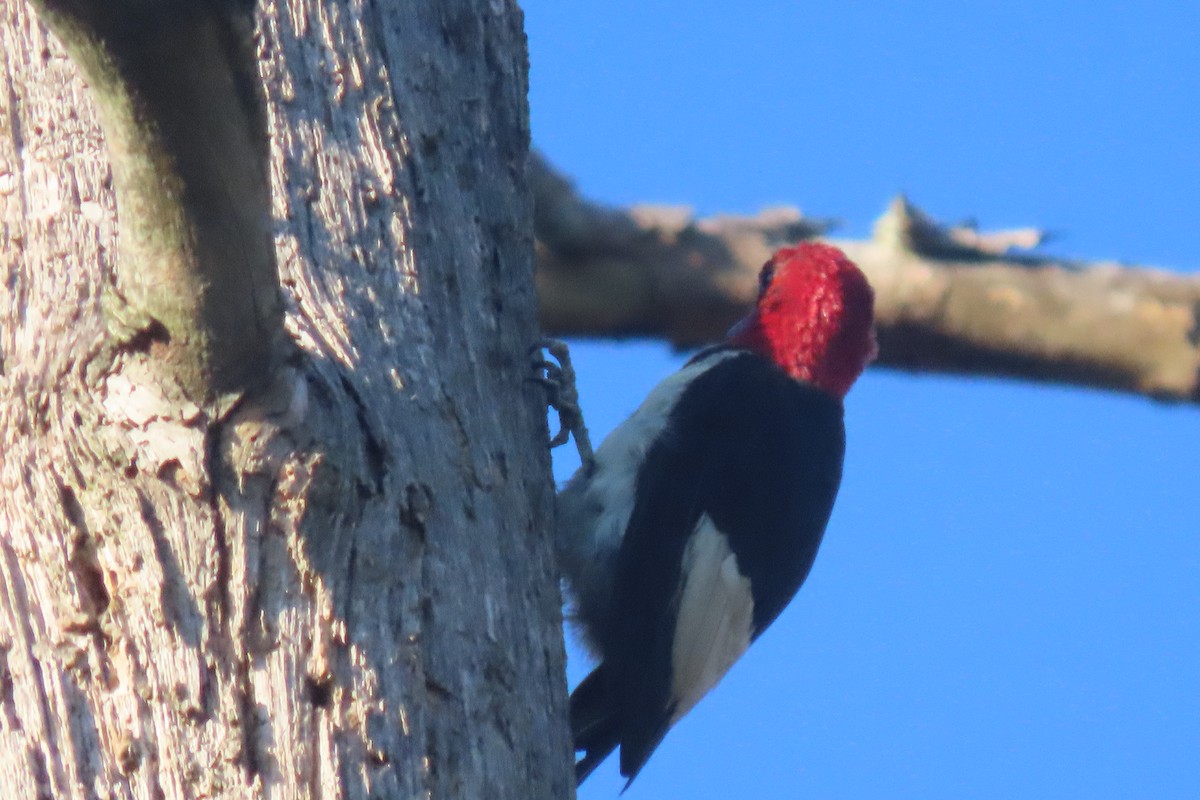 Red-headed Woodpecker - ML641828012