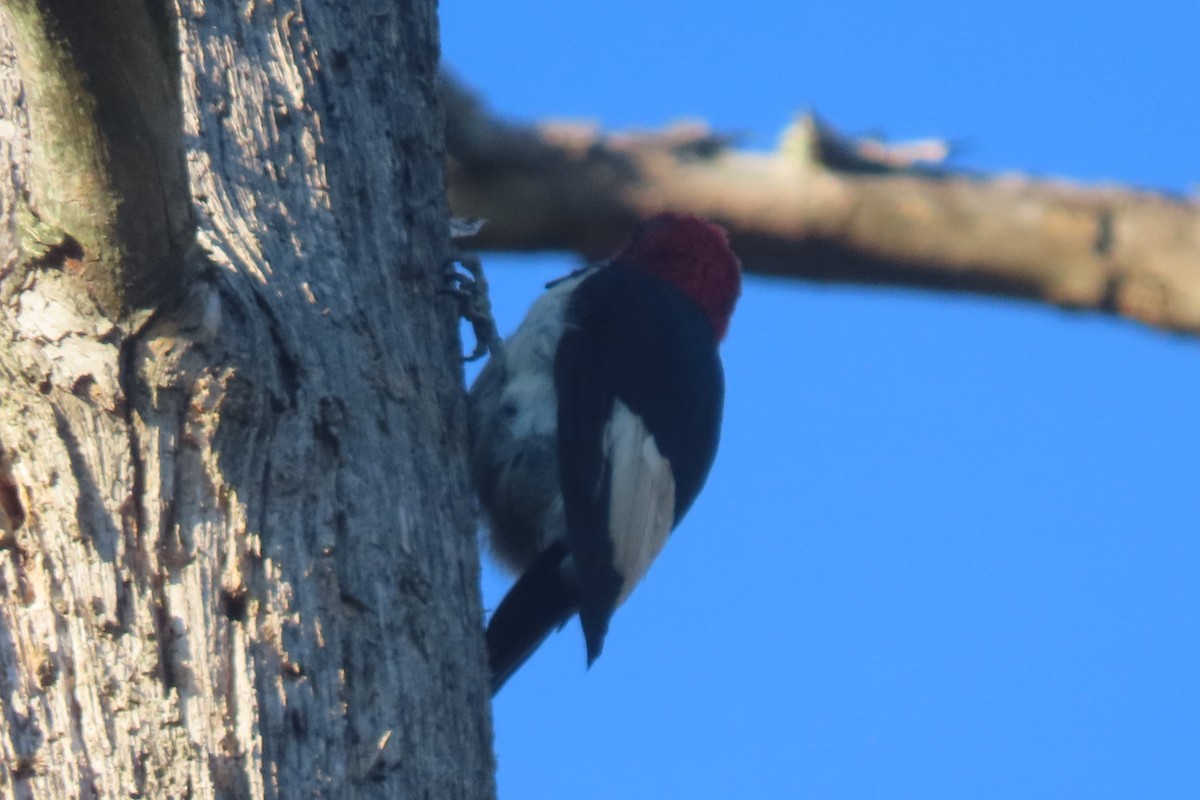 Red-headed Woodpecker - ML641828013