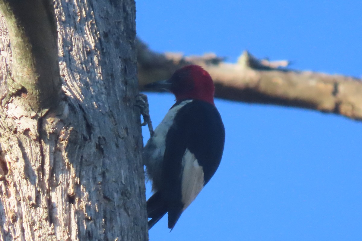 Red-headed Woodpecker - ML641828014