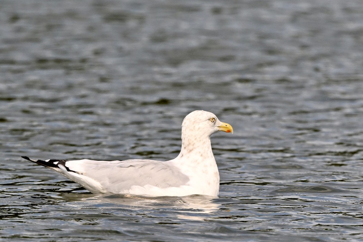 American Herring Gull - ML641828015
