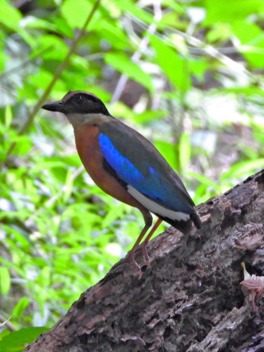 Blue-winged Pitta - ML641828016